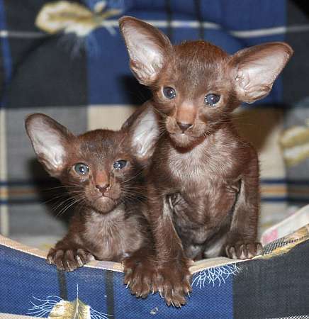 Oriental chocolate male kittens