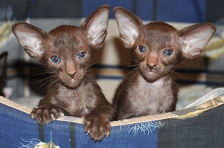 Oriental chocolate male kittens