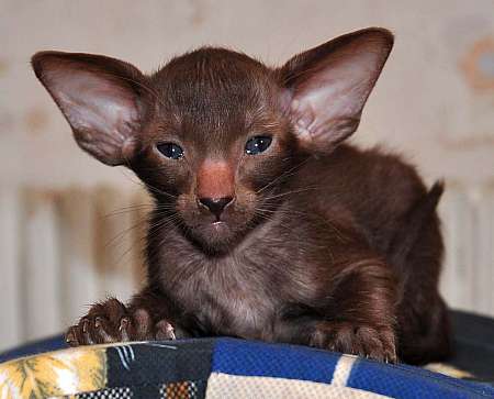 Oriental chocolate male kitten