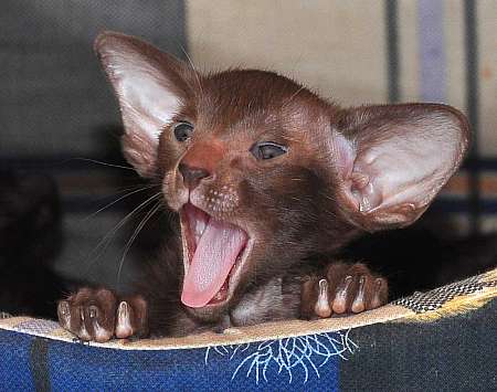 Oriental chocolate male kittens