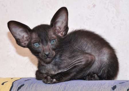 Oriental kittens