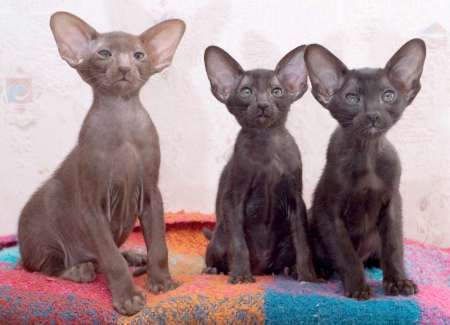 Oriental kittens