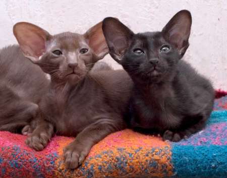 Oriental kittens