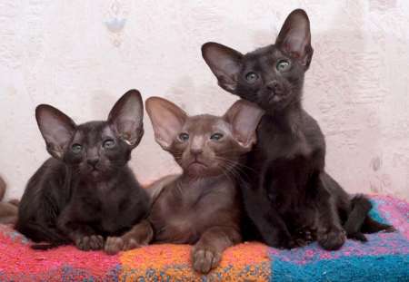 Oriental kittens