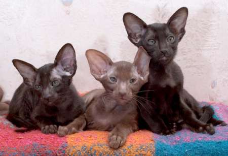 Oriental kittens