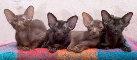 Oriental kittens