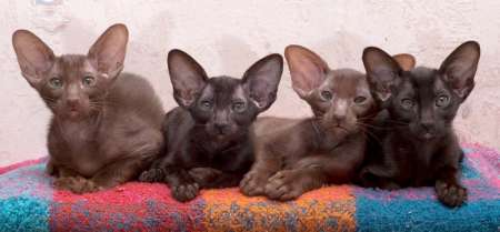 Oriental kittens