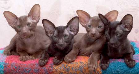 Oriental kittens