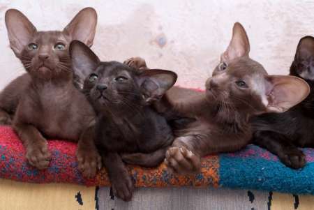 Oriental kittens