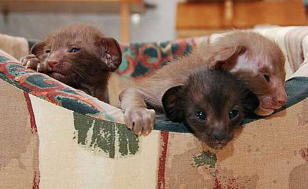 Oriental kittens