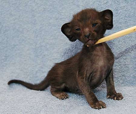 Oriental black female kitten