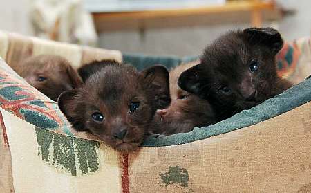 Oriental black female kitten