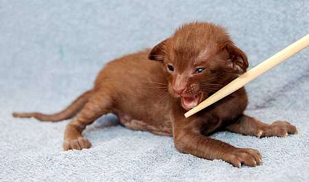 Oriental chocolate male kitten