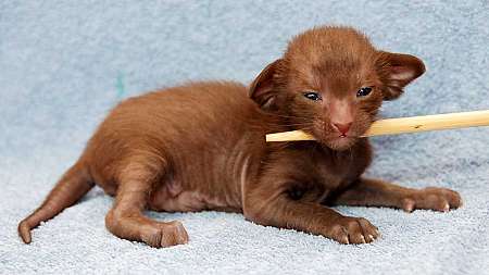 Oriental chocolate male kitten