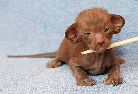 Oriental chocolate male kitten