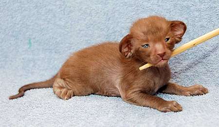 Oriental chocolate male kitten