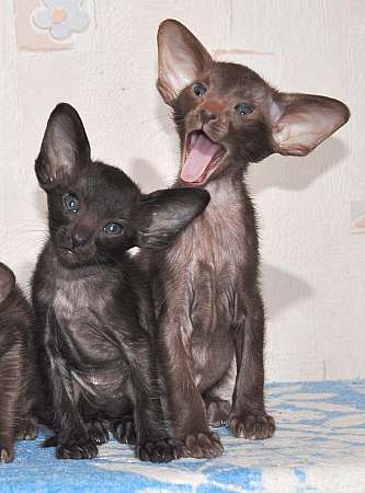 Oriental kittens