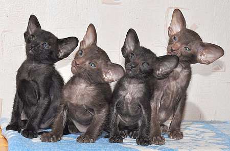 Oriental kittens