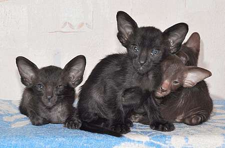 Oriental kittens