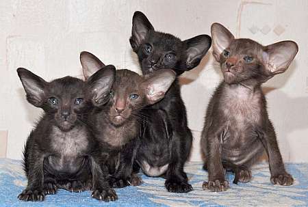 Oriental kittens