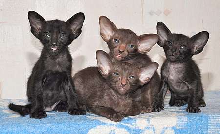 Oriental kittens