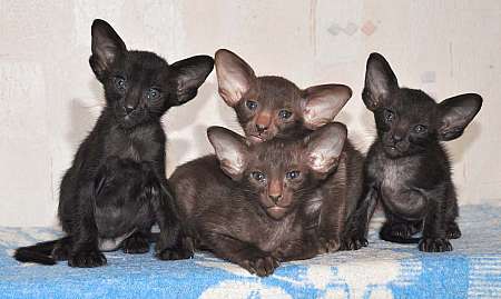 Oriental kittens