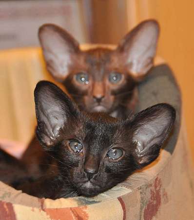 Oriental kittens