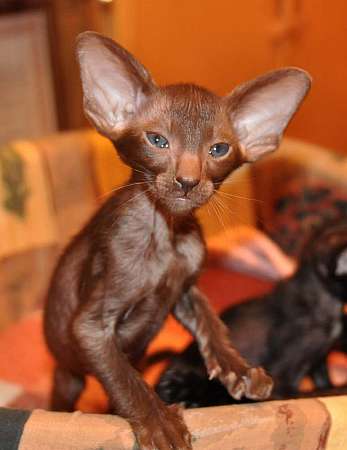 Oriental kittens