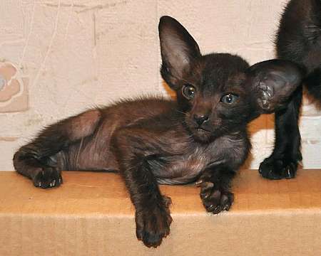 Oriental kittens