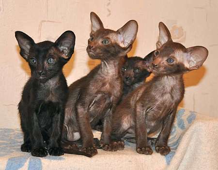 Oriental kittens