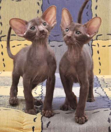 Oriental kittens