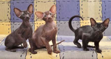 Oriental kittens