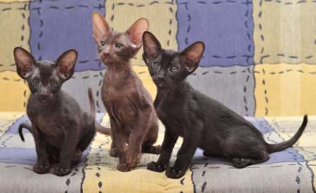 Oriental kittens