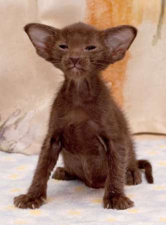 Oriental chocolate male kitten