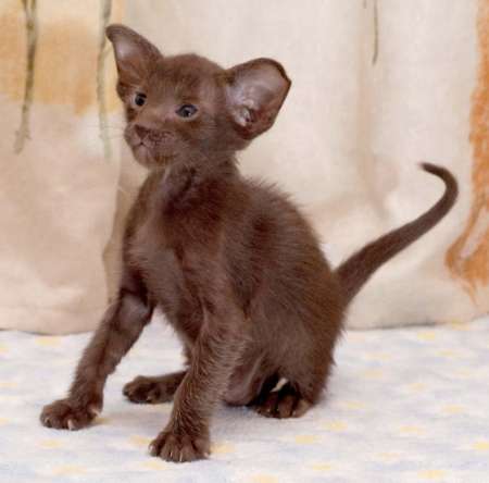 Oriental chocolate male kitten