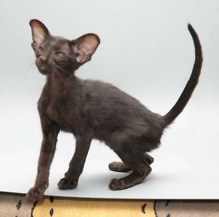 Oriental black female kitten