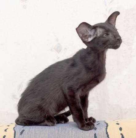 Oriental black female kitten