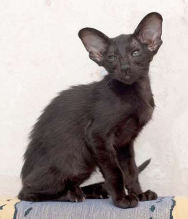 Oriental black female kitten