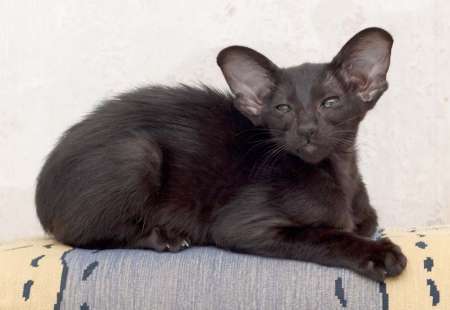 Oriental black female kitten