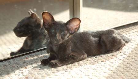 Oriental black female kitten