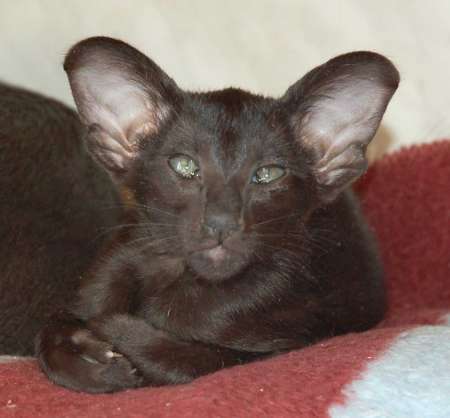 Oriental black female kitten