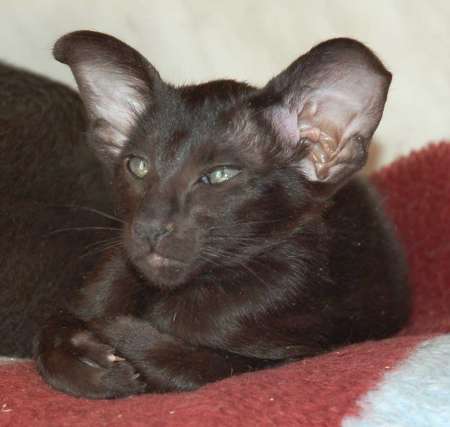 Oriental black female kitten