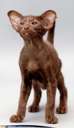 Oriental chocolate male kitten