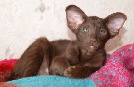 Oriental chocolate male kitten