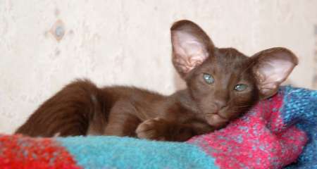 Oriental chocolate male kitten