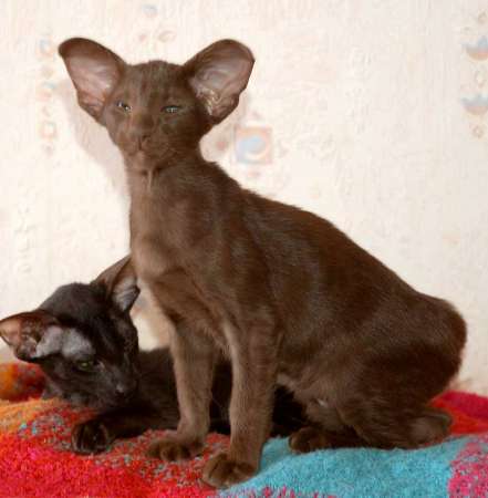 Oriental chocolate male kitten