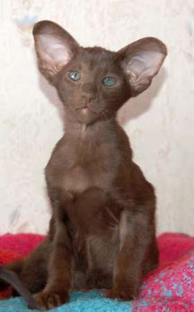 Oriental chocolate male kitten