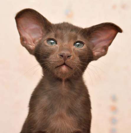 Oriental chocolate male kitten