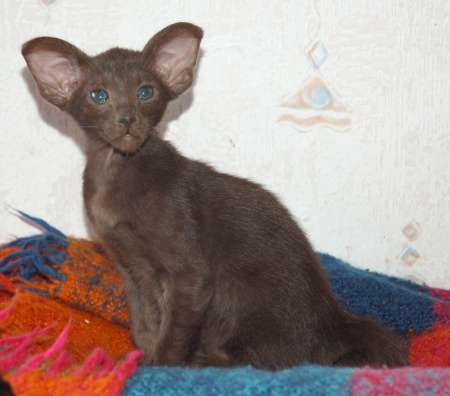 Oriental chocolate male kitten