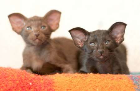 Oriental kittens